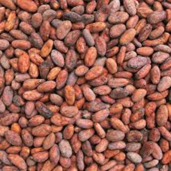 Hig grade dry Cocoa Beans