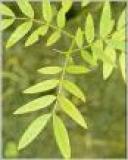 Chinese Herbe Extract and the essential Oil