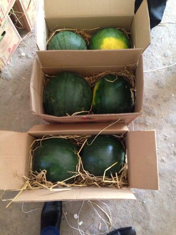 Fresh Watermelon