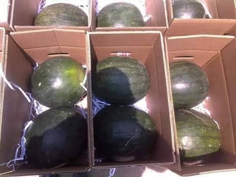 Fresh Watermelon