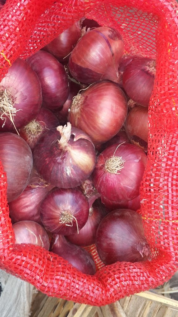 Fresh Onion