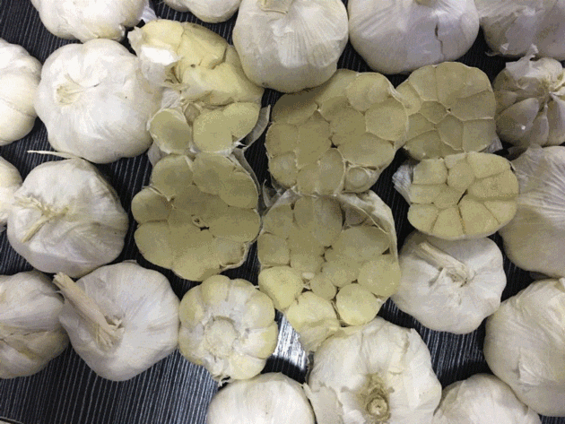 Fresh Garlic
