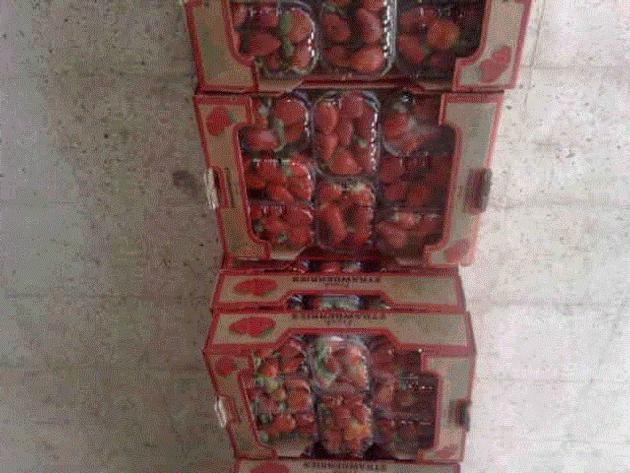 Fresh Strawberry