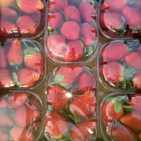 Fresh Strawberry