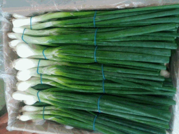 Fresh Spring Onions