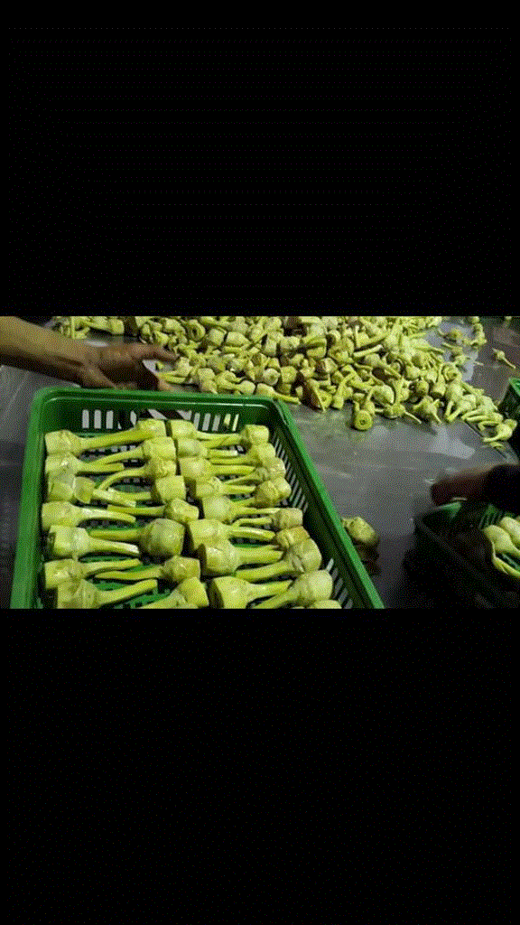 Fresh Artichoke