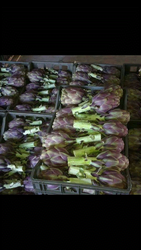 Fresh Artichoke