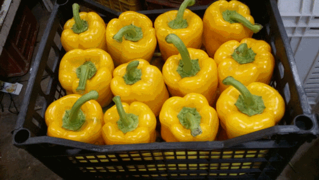 Fresh Pepper