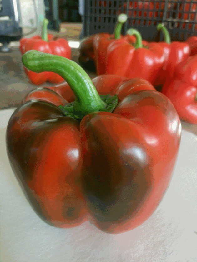 Fresh Pepper