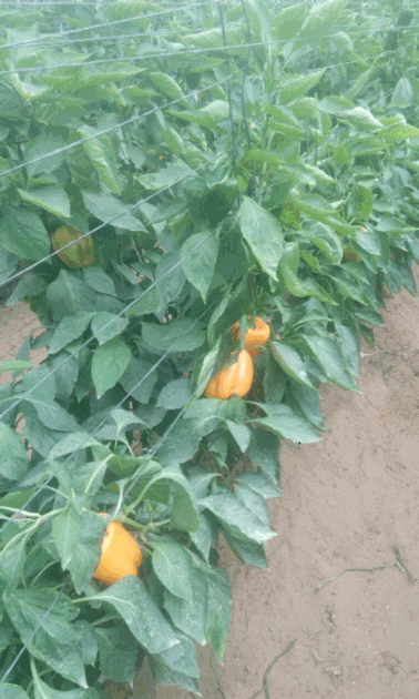 Fresh Pepper
