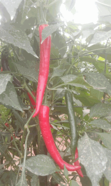 Fresh Pepper
