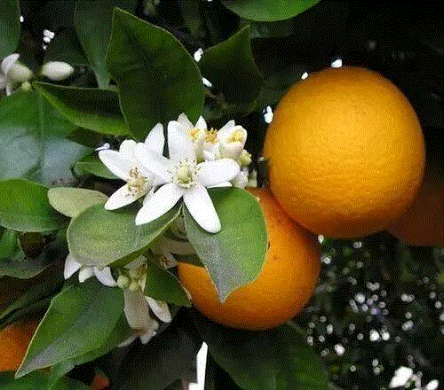 Fresh Orange
