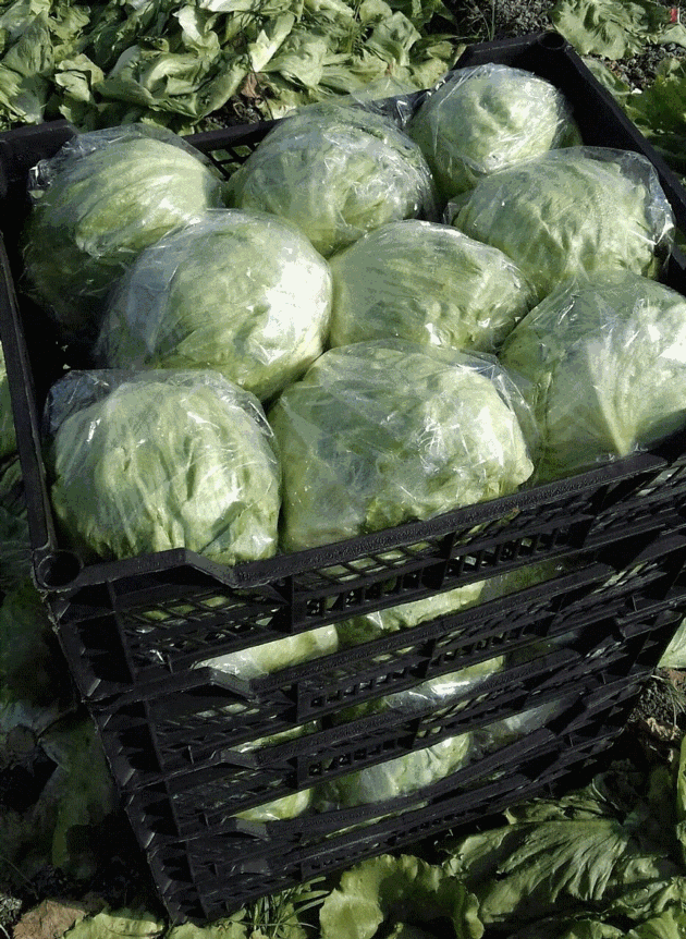 Iceberg Lettuce