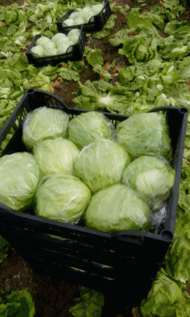 Iceberg Lettuce