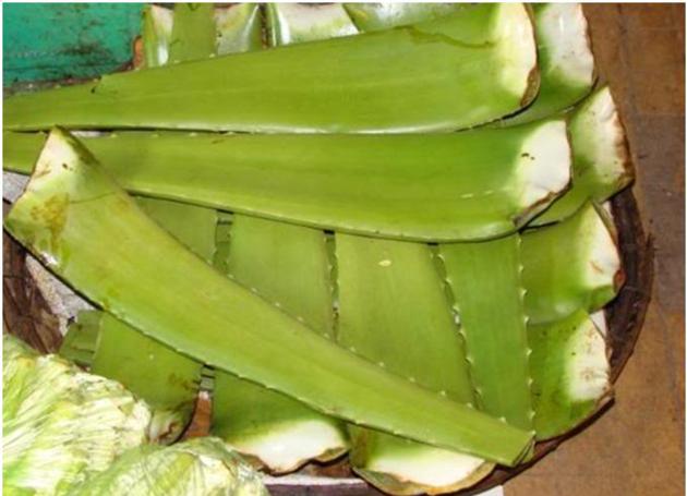 Fresh Aloe Vera Leaves