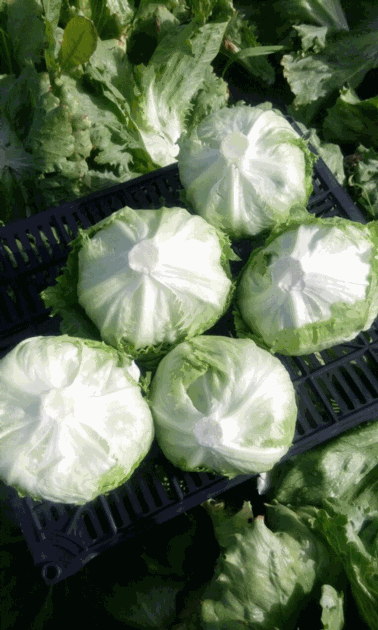 Iceberg Lettuce 