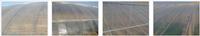 Three/Five-layer PO film for greenhouse