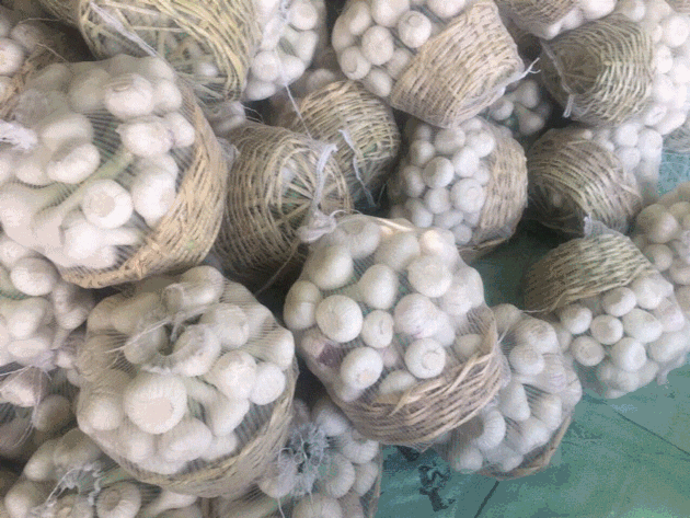 Fresh Garlic