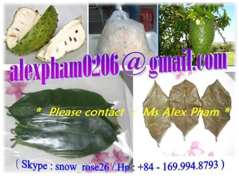 Soursop Fruit Guyabano Graviola Leaf Seed