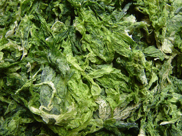 Dried Ulva Lactuca Seaweed/ Sea Lettuce/ Gracilaria/ Seaweed Powder