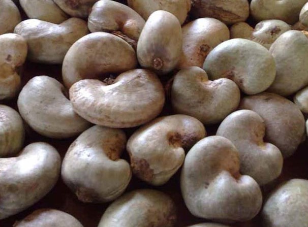 cashew nut with shell