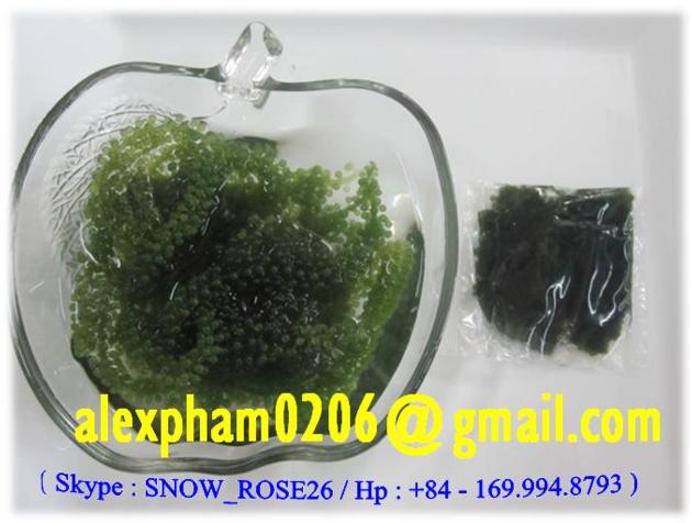 Seagrapes Seaweed Green Caviar Caulerpa Lentillifera