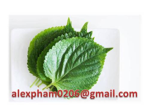 Dong Leaf Wild Betel Leaf Pandan