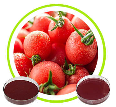 Lycopene Extract 1% 5% 6% 10%