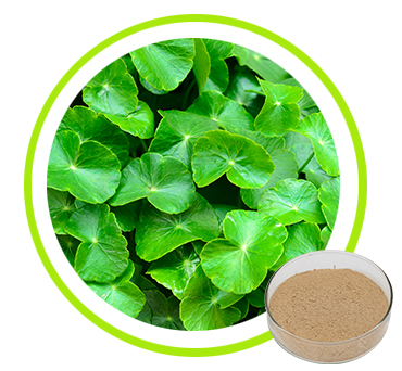 Gotu Kola Extract, Centella Asiatica Extract, Centella Asiatica L.