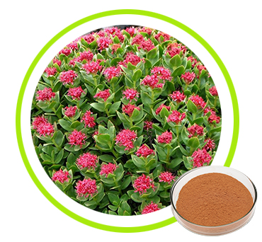 Rhodiola rosae Extract 3% 12%