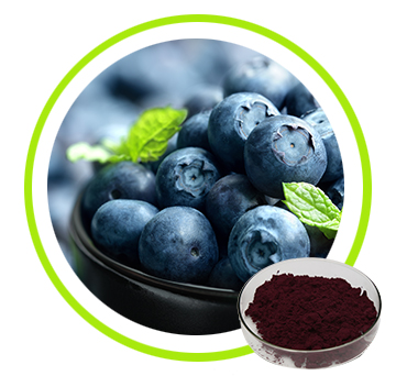 Blueberry Extract 25% 40% 50%