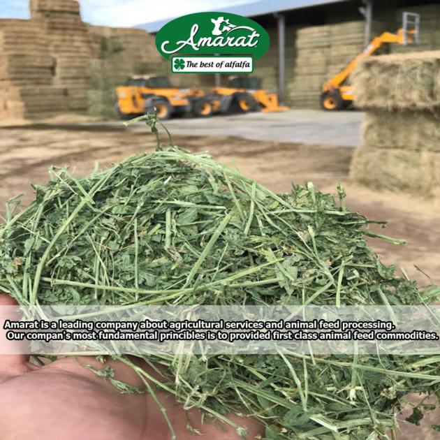 Alfalfa Hay Bale from Turkey