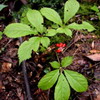 American Ginseng Extract Panax quinquefolius