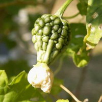 Bitter Melon Extract Powder(Momordica charantia)