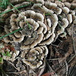 Coriolus Versicolor Mushroom Extract Powder