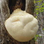 Monkeyhead Mushroom Extract Powder(Hericium erinaceus)