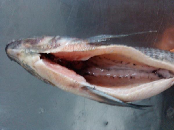 Frozen Tilapia WGS