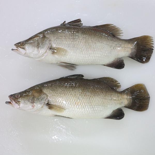Frozen Barramundi