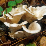 Oyster mushroom Extract Powder(Pleurotus ostreatus)