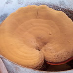 Reishi Shell-Broken Spore  Powder