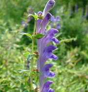 Baikal Skullcap Extract Powder