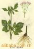 Valerian root extract