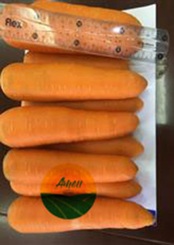 carrot