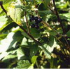 Black Currant Extract Ribes nigrum
