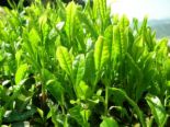 Green tea EGCG