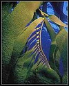 Kelp Extract Laminaria Japonica Aresch