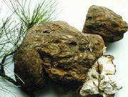 Fuling Mushroom Extract Powder(Poris cocos)