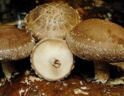 Shiitake Mushroom Extract Powder(Lentinus edodes)