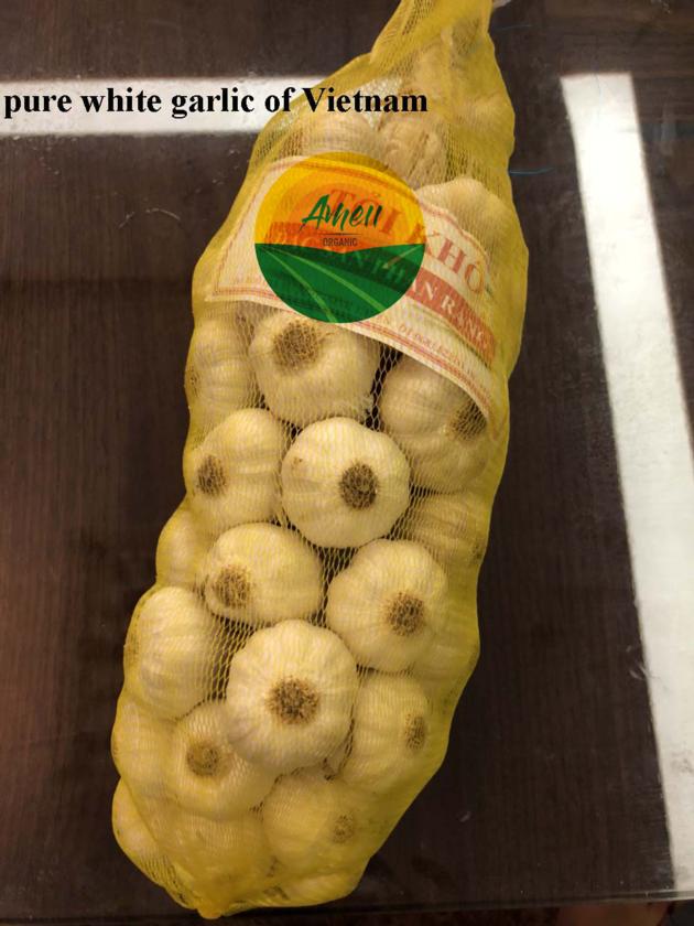 Garlic