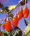 Chinese Wolfberry Extract Lycium barbarum